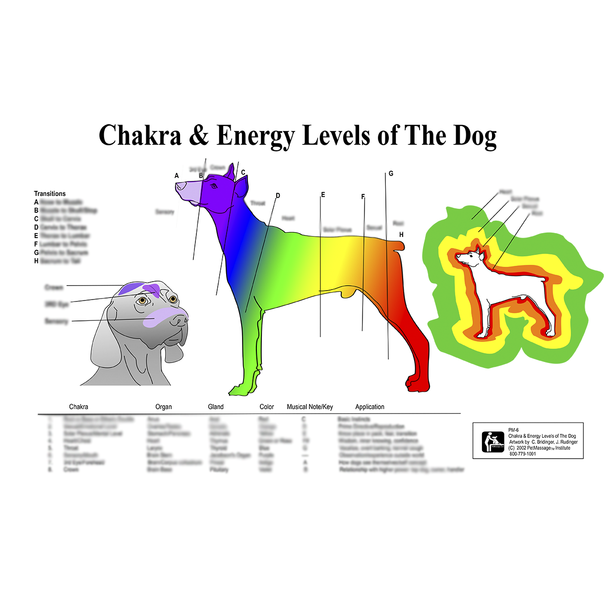 PetMassage Chart #7: Chakra & Energy Levels of the Dog · PetMassage™  Training and Research Institute